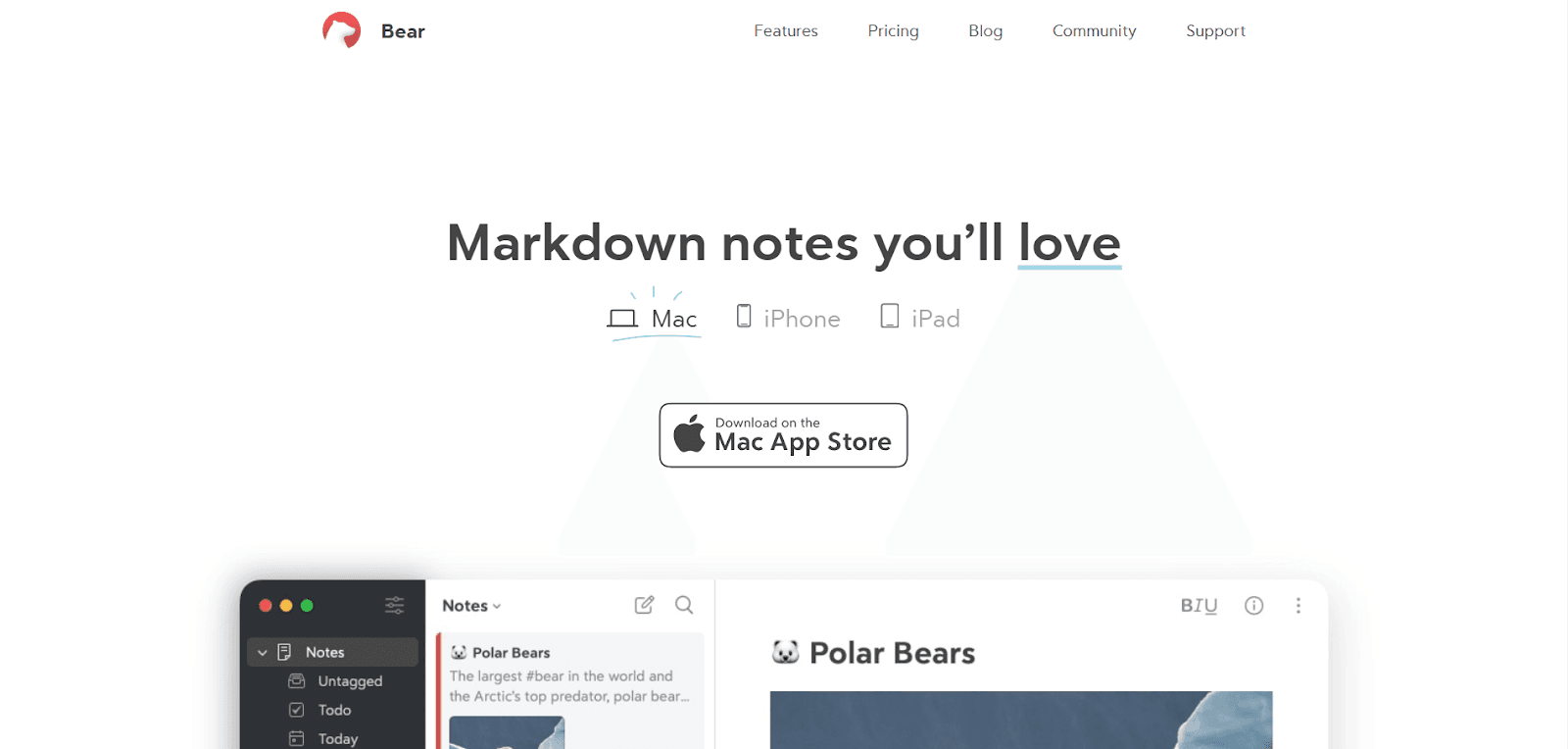 Bear